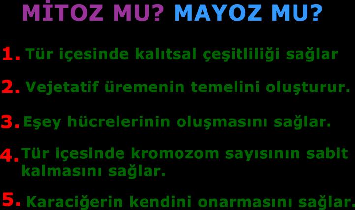 Marsupilami ailesinin kürk rengi kalıtımları ile ilgili, I. Marsularda siyah benekli sarı kürk rengi, lacivert kürk rengine baskındır. II. Anne ve baba marsular heterozigot (melez) genotipe sahiptir.