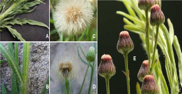 Şekil 2. Conyza bonariensis; A,B) Gövde yaprakları ve tüylenme, C) Pappus, D) Aken, E) Kapitula ve fillariler Merkezde yer alan çiçekler (8-12 tane) 5 parçalı, tüpsü, erselik, 3.