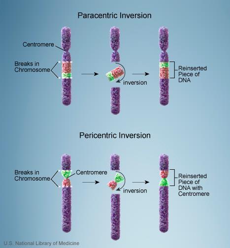 İNVERSİYONLAR Kromozomda bir parçanın 180 derece ters dönerek tekrar aynı kromozoma bağlanması İki şekilde