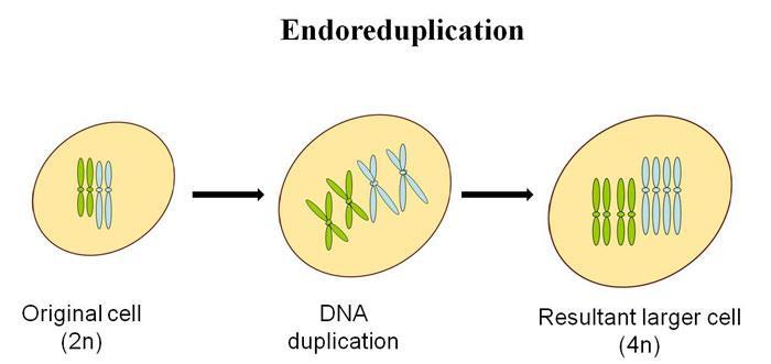 ÖPLOİDİ OLUŞ MEKANİZMALARI 1- Endomitoz; Hücre bölünmesi sırasında sitoplazma bölünmesinin olmaması (Örn; karaciğer hücreleri) 2-