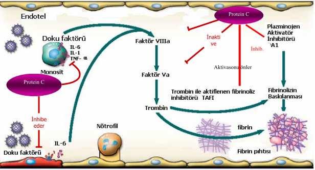 azaltır. APC, plazminojen aktivatör inhibitör-1 (PAI-1) i inaktive ederek ve trombin aktivatör fibrinolizis inhibitörünü (TAFI) inhibe ederek fibrinolizisi artırır (Şekil 7) (58).