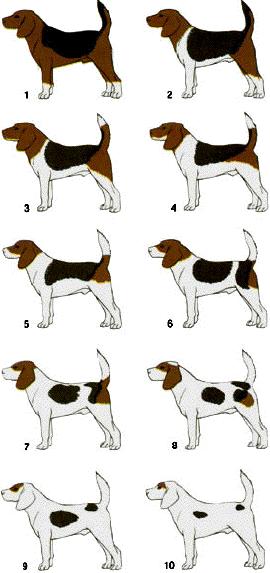 Variable expressivity: Köpeklerde 10 farklı derecede Alacalık