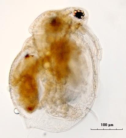 57: Ceriodaphnia pulchella türünün populasyon yoğunluğunun istasyonlara göre mevsimsel değişimi (birey/m 3 ) Türkiye deki