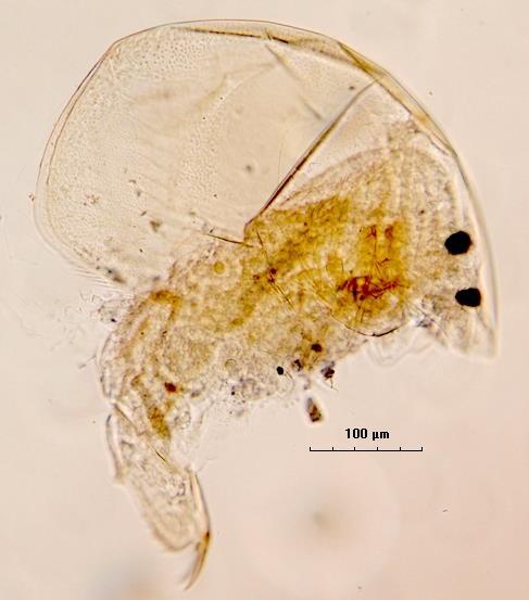 Şekil 4.64: Alona rectangula (Sars, 1862) Leydigia leydigi (Schoedler, 1863) Deskripsiyon: Vücut şekli ovaldir. Rostrum kısadır. Postabdomen geniş ve yassı şekillidir.