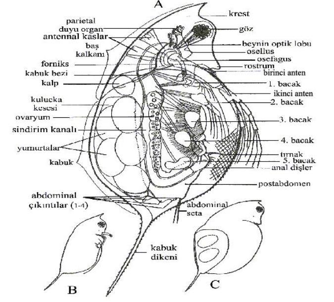 Şekil 2.4: Daphnia hyalina var. galeata nın genel vücut yapısı; A, partenogenetik dişi; B, erkek; C, efipial dişi (Aper, 2004) Cladocera üyeleri, yarı saydam ve küçük kabuklulardır.