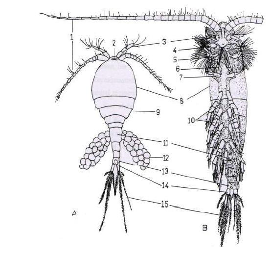 Şekil 2.6: A. Cyclopoida, B. Calanoida (Copepoda) nın genel yapısı 1. birinci anten, 2. göz, 3. ikinci anten, 4. mandibul, 5. birinci maksil, 6. ikinci maksil, 7. maksilliped, 8. sefalotoraks, 9.