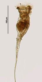 41: Collotheca pelagica türünün populasyon yoğunluğunun mevsimlere göre değişimi (birey/m 3 ) Türkiye deki yayılışı: Abant Gölü (Bolu), Beytepe Göleti (Ankara) (Metin,