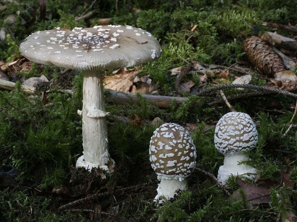 muscaria Şekil