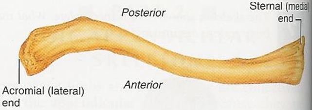 omurgaya paralel olarak aşağı doğru hareket etmesidir Abduksiyon: Kürek kemiğinin omurgadan uzaklaşmasıdır
