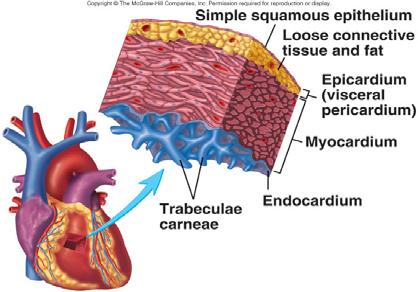 Kalp Duvarı Kalp Duvarı Üç tabakadan oluşur: Epicardium: Kalbin yüzeyini kaplayan seröz membrandır Myocardium: Kalp