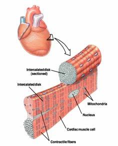 Kalp Kası Kalp Kası Sadece kalpte bulunur Çizgilidir Her hücre sadece tek nükleos içerir İnterkalat disk ve gap-junction