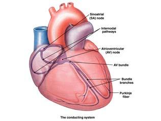 Kalp ileti sistemi: 37 38 Pacemaker potansiyeli: 39 40 Kalp