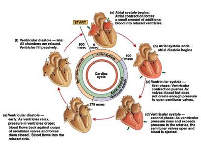 Kalp kasının gevşemesi Dolaşım sisteminde kan akışı daima