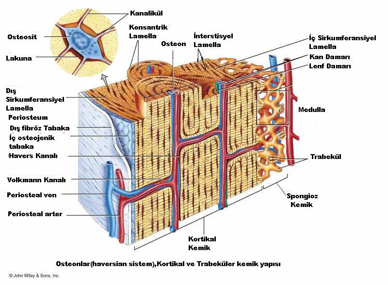 Lamellar(matür) kemik yapısal organizasyonuna göre iki tiptir(,,6):.spongioz (kansellöz, trabeküler) kemik.kortikal (kompakt) kemik Kortikal ve spongioz kemik matriks içeriği ve yapısı olarak aynıdır.