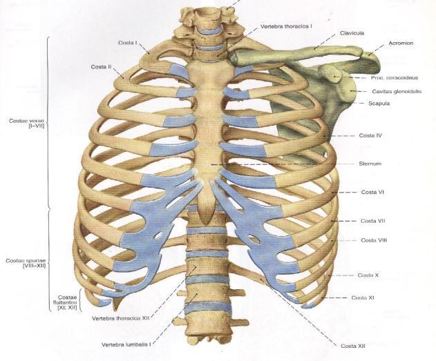 2 2. GENEL BİLGİLER 2.1. Toraks Anatomisi Toraks anatomisinde yer alan yapılar şunlardır: 2.1.1. Göğüs Kafesi Göğüs kafesi; ön ortada sternum, arka ortada torasik vertebralardan oluşur.