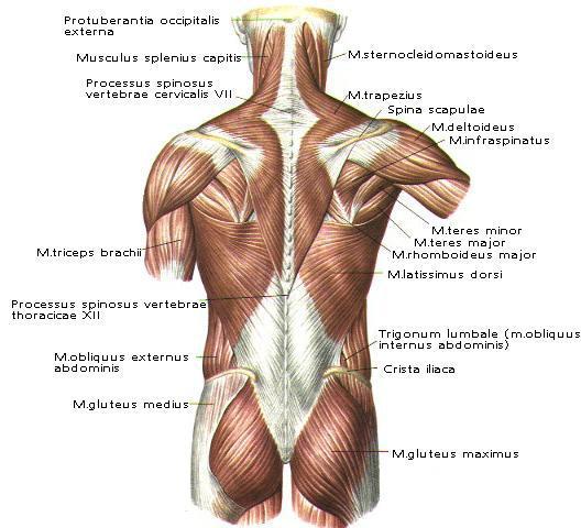 6 Serratus posterior inferior kasları, son iki torasik ve ilk 2 lumbar vertebraların spinöz proseslerinden başlayıp superolateral seyirle inferior 3 ya da 4 kostanın açılandıkları kısımlarda inferior