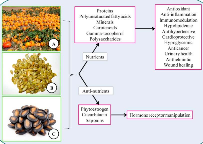 Cucurbitaceae Ailesi (bir