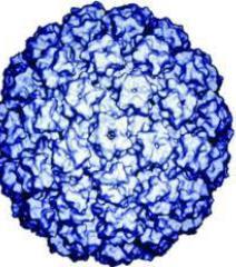 HPV (Human papilloma virüs) Düşük riskli türler: Tip 6 ve 11