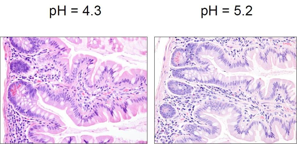 ph The Science and Application of Hematoxylin and Eosin