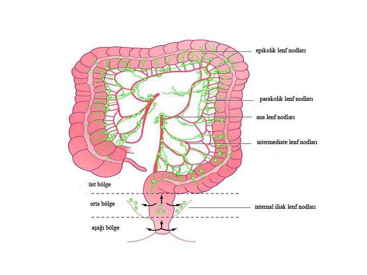 Kolonun Lenfatik Drenajı Kolon submukoza ve musküler tabakada yerleşmiş lenfatik kanallarla çevrilidir. Mukozada lenfatik drenaj yoktur. Lenfatik damarlar kolonun arteriyel dolaşımını takip ederler.