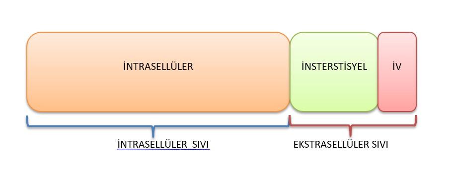 VÜCUT SIVILARI- REPLASMAN VÜCUT SIVILARI VE REPLASMAN SIVILARI 1. 2. 3.