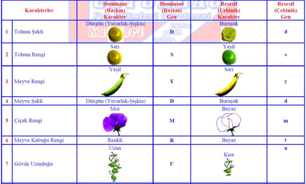 Mendel in bezelye bitkisini seçmesinde etkili olan faktörler ;
