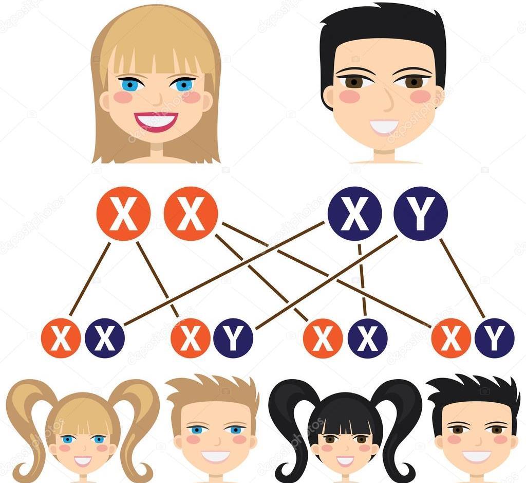 İnsanlarda 46 kromozom vardır.dişi bireylerde 44 tanesi vücut özelliklerini düzenlerken 2 tanesi ( XX) cinsiyeti belirler.