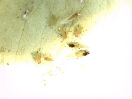 4 Şekil 2.1. Myzus persicae (L.) erginleri (İ. Savaş Karakaya). Antenler 3 6 segmentli ve genellikle vücuttan daha uzun, gözler genellikle gelişmiş olup, kanatlı formlarda daha büyüktür.
