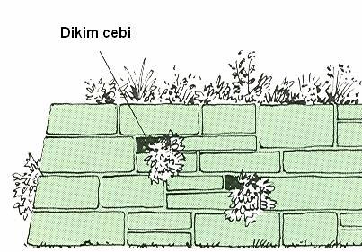 Taş duvarlar: Taş duvarlarda yapılacak bitkilendirmeler için taşlar arasındaki yarıklar yada cepler - 3 kısım sterilize edilmiş bitkisel toprak, - 2 kısım turba, humus yada yaprak çürüntüsü, - 1-2