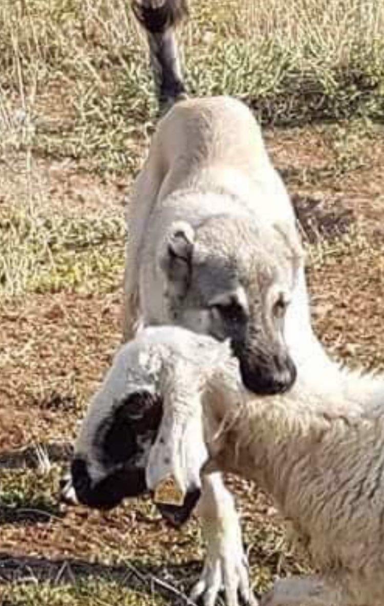 hatta kışkırtma yapılabilmektedir.