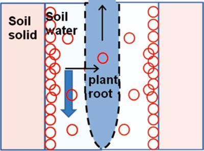 Radyosezyum ve toprak-bitki-su ilişkileri Cs molekülleri suda çözünür ve bitkiler tarafından absorbe edilir. Cs bir alkali metaldir ve topraktaki potasyum varlığından etkilenir.