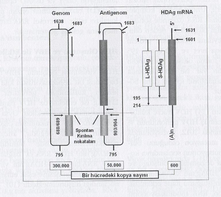 RNA bağımlı RNA polimeraz da yoktur.