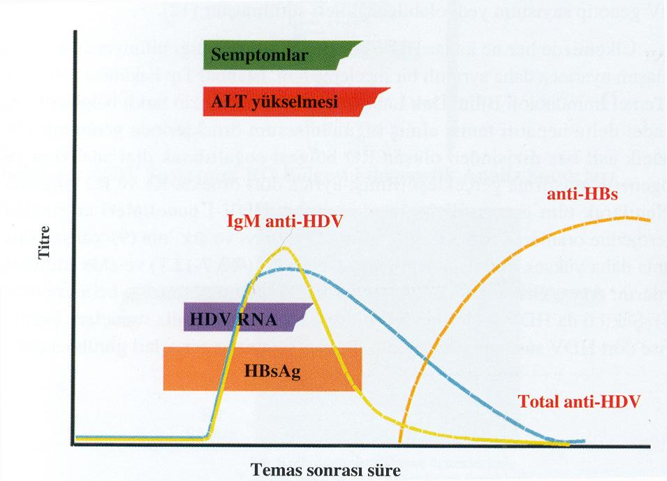 Şekil 7. HBV-HDV Koinfeksiyonu Serolojik Bulguları Fulminan hepatit riski, akut delta koinfeksiyonundaki ikinci tartışmalı konudur.