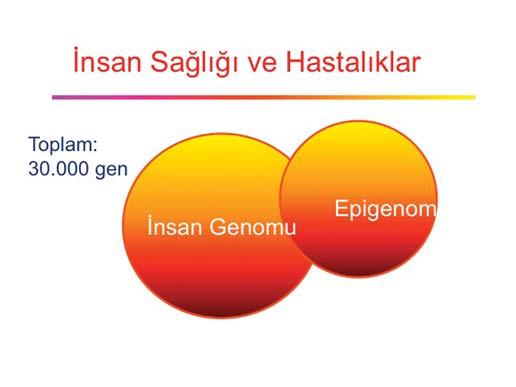 genomda gende bir değişiklik olmadan fenotipte kalıtsal değişikliklerin