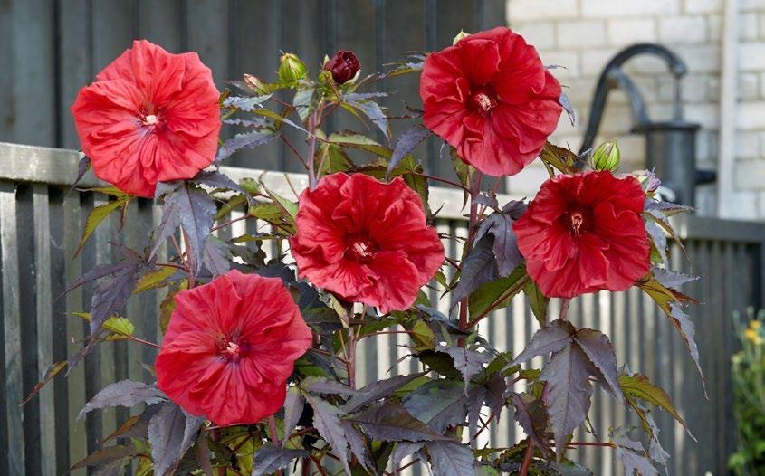 Hibiscus /(diğer türleri ve