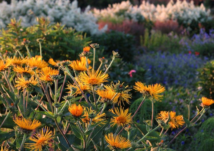 Inula Magnifica Inula Magnifica Inula, Dev Andız Otu 2018-0015a Batak alanlarda