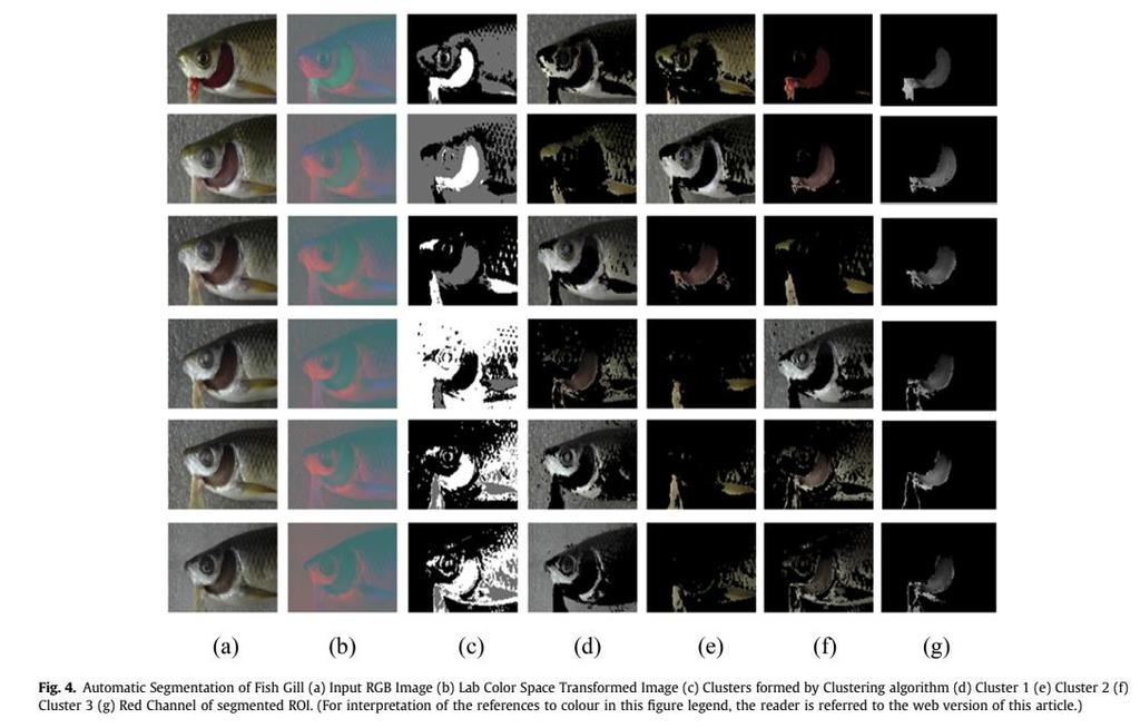 Şekil 18 Balık solungaçlarına ait görüntü analizinden balık kalitesinin belilenmesi çalışması ( Dutta, Issac, Minhas, & Sarkar, 2016) Yukarıdaki üç basit ve farklı örnek yapay veya doğal objelerden