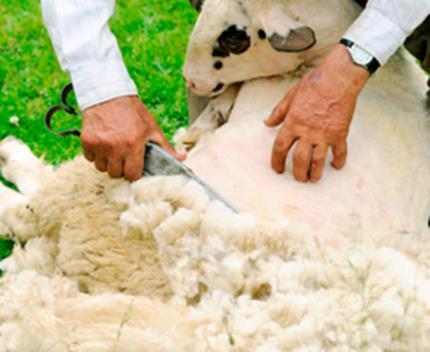 Risk Grupları Veteriner hekimler Hayvancılıkla uğraşanlar Çobanlar Kasaplar Mezbaha işçileri Dericilikle