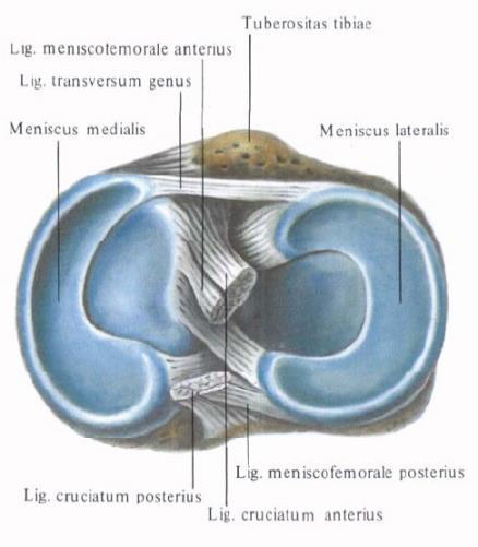 Tibia nın bu yüzeyleri menisküs adı verilen kıkırdak yapılarla derinleştirilir ve eklem yaptığı femur un kondilleri için daha uygun yüzeyler haline gelir.