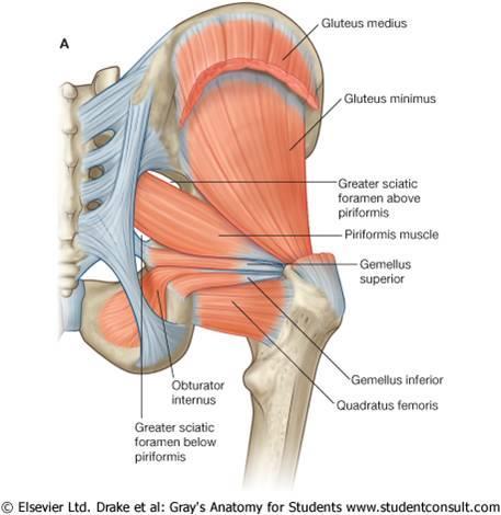 20 Piriformis kası Sakrum sabit iken, femur u dış rotasyona abdüksiyona ve fleksiyona getirir (Şekil 4). Femur sabit iken iki taraflı kasıldığında pelvisin ekstansiyonuna yardımcı olur.