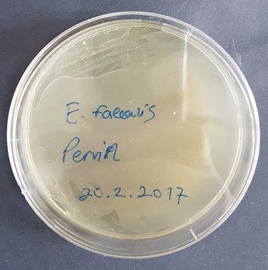 71 Enterococcus faecalis suşu Triptik soya agarına (Tryptic Soy Agar - TSA; Merck, Darmstadt, Almanya) ilave edilerek 1 gün boyunca 37 o C de etüvde aktifleştirildi (Şekil 3.3.). Aktif E.