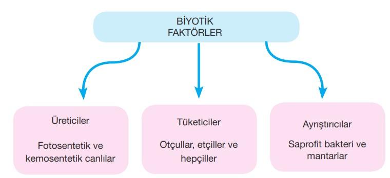 1. _organik 2. fotosentez 3. ışık A_Üretici canlıların enerji kaynağı nedir? B.Ototrof canlılar kaç grupta incelenir? C. Foto ototrof canlılara örnek verin? *Sadece bitkiler fotosentez yapabilir.