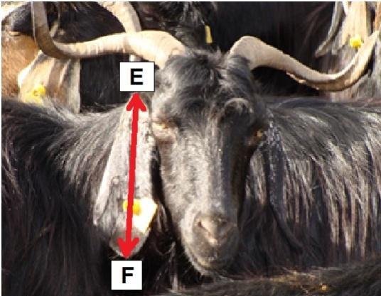 Keçi baş ölçülerinin alındığı noktaların hayvan üzerinde gösterimi 3.2.