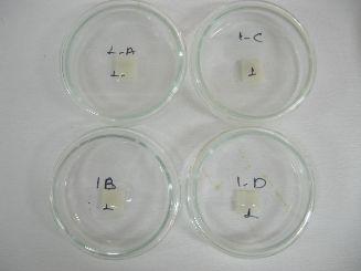 edilen porselen örnekler, tek tek petrilere yerleştirildi ve üzerlerine müsin içeren sentetik tükürükten 5