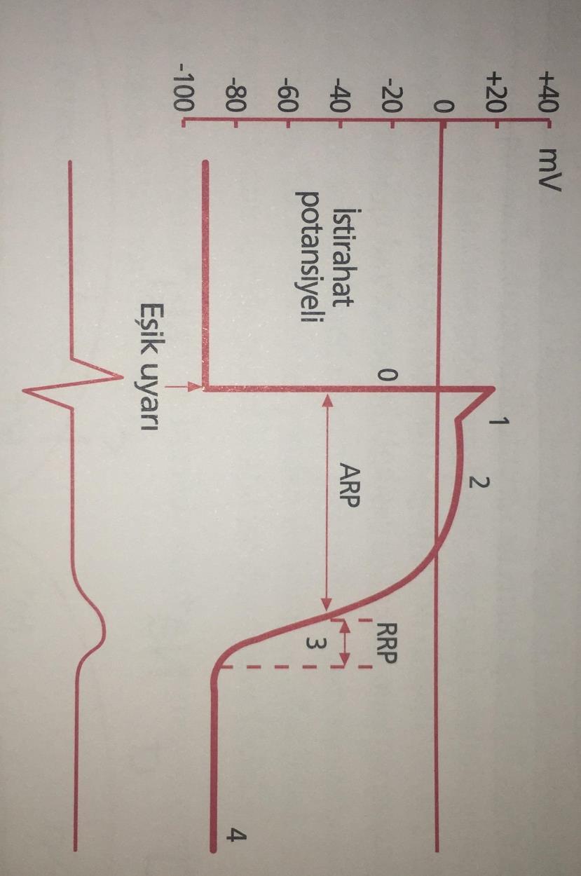 Kalp Kasında Aksiyon Potansiyeli: Faz 0: Voltaj-kapılı Na+ kanalları açılır Na+ girişi artar ve depolarizasyon gerçekleşir.