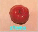 STOMA Ve