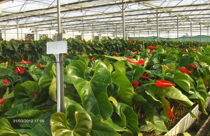 Anthurium Fidesi Üretimi Anthurium yetiştiricileri anaç bitki bulmakta zorlanmaktadır. Bu nedenle yetiştiriciler kendi anaçlarını üretmek zorundadır.