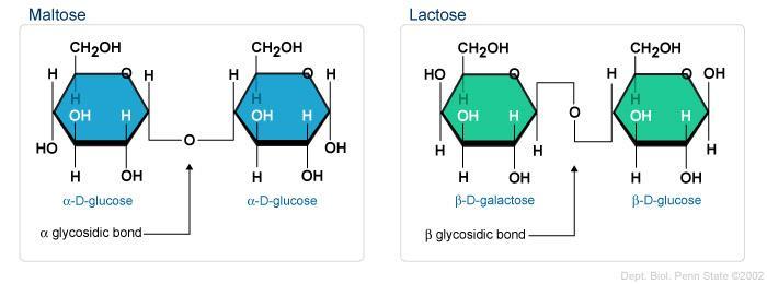 amin grubundaki azot atomuna bağlı hidrojenin su oluşturarak ayrılmasıyla anomerik C ile N