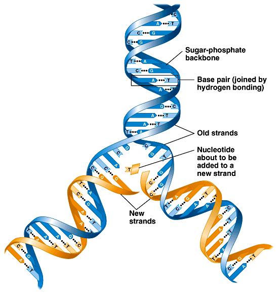 DNA (Deoksiribonükleik asit) DNA, organizmaların ebeveynlerinden kalıtımla kazandığı genetik maddedir. Bir DNA molekülü çok uzun olup, genellikle yüzlerce ya da binlerce gen içerir.