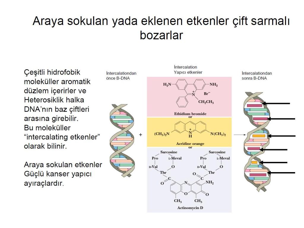 DNA nın farklı formları DNA oldukça esnek bir moleküldür.